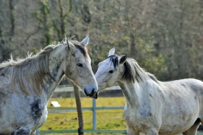 Centre-equestre-de-Saint-Laurent-Medoc-8211-Saint-Laurent-Medoc_3521565