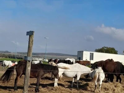 Centre-equestre-du-poncet-8211-Ormes-et-Ville_3774989