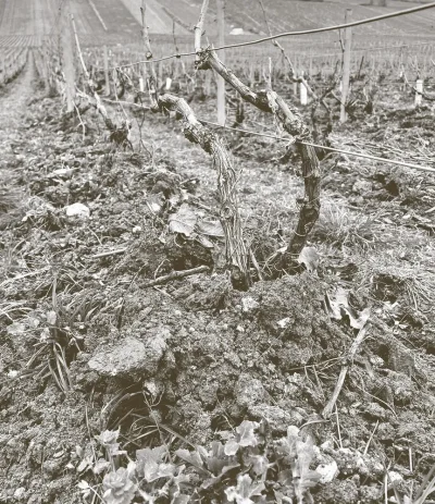 Champagne-Regis-Gerbaux-8211-Crouttes-sur-Marne_3436914