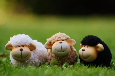 Championnat-de-France-de-tonte-de-moutons-8211-11-07-2025-8211-Boussac_2364647
