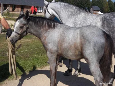Championnat-de-France-des-Poneys-Connemara-8211-29-08-2025-8211-Arnac-Pompadour_1950676