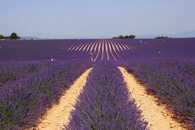 Champs-de-lavande-a-Valensole-8211-01-01-2025-8211-Marseille_2213267