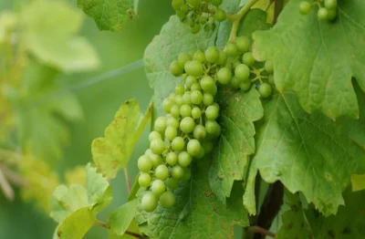 Chateau-de-Tiregand-Visite-du-domaine-et-degustation-8211-23-06-2025-8211-Creysse_2807769