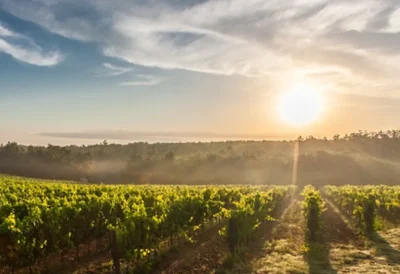 Chateau-la-Robertie-Visite-et-Degustation-8211-04-05-2026-8211-Rouffignac-de-Sigoules_3794480