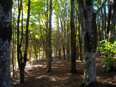 Chemin-de-campagne-8211-7-km-8211-Bellechassagne_1026758