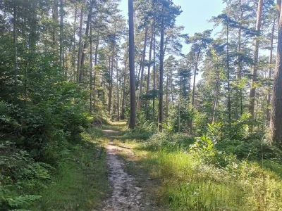 Chemin-du-Patrimoine-quotUne-foret-en-pays-welchequot-8211-Fouchy_3614680