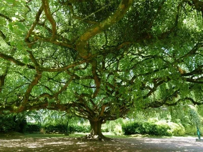 Cine-debat-8211-Les-arbres-remarquables-8211-02-06-2026-8211-Phalsbourg_3382255