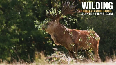Cine-discussion-Wilding-Retour-a-la-Nature-Sauvage-8211-20-09-2025-8211-Monein_3050901