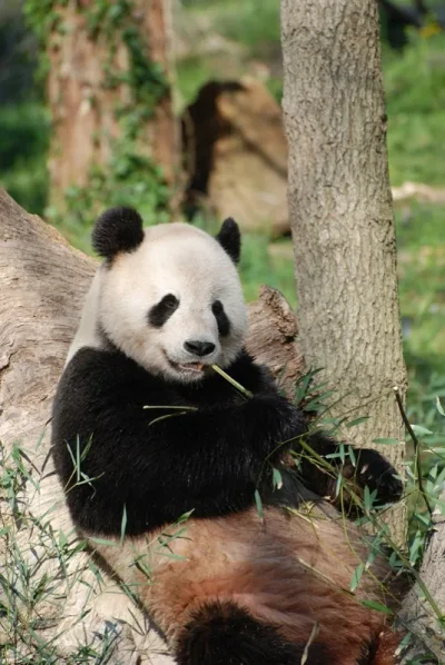 Cine-passion-Moon-le-panda-8211-09-05-2025-8211-Villefranche-du-Perigord_2561132