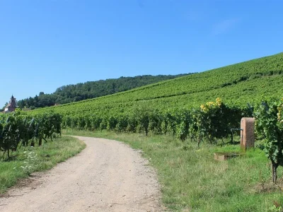 Circuit-A-l039assaut-du-chateau-de-Kintzheim-par-la-route-forestiere-de-l039Etang-8211-Orschwiller_3644909