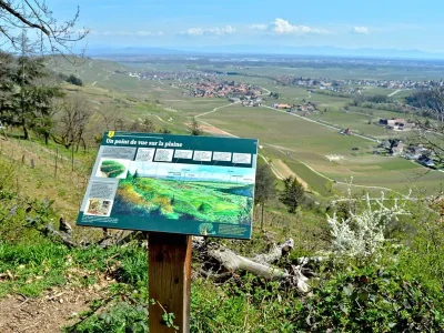 Circuit-rando-8211-a-la-decouverte-des-arbres-remarquables-8211-Kaysersberg-Vignoble_2871993