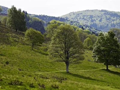 Circuit-rando-C21-Balade-gourmande-au-Ban-de-la-Roche-8211-Waldersbach_23332