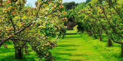 Cite-des-paysages-8211-Taille-des-arbres-fruitiers-8211-Saxon-Sion_3411005