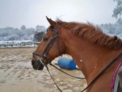 Club-Hippique-de-Lescar_1133445