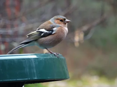 Comptage-des-oiseaux-des-Jardins-8211-25-01-2026-8211-Carentan-les-Marais_3328905