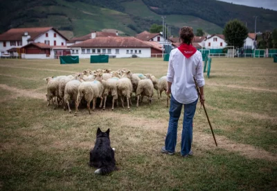 Concours-de-chiens-de-berger-8211-07-08-2025-8211-Saint-Jean-Pied-de-Port_2363579