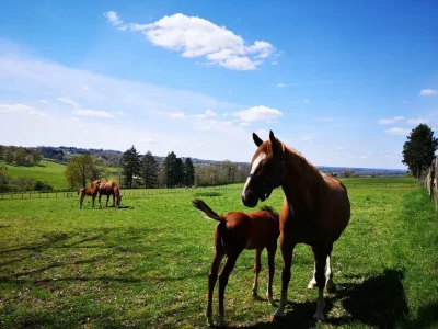 Concours-elevage-chevaux-2-et-3-ans-8211-16-07-2025-8211-Arnac-Pompadour_1998932