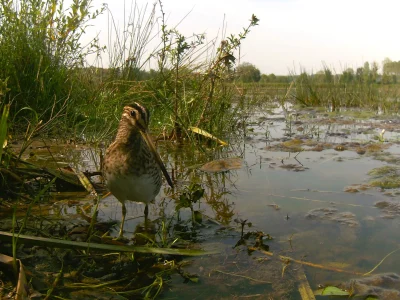 Concours-photo-quotLes-oiseaux-de-l039Armanconquot-8211-Davrey_3643222