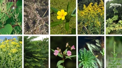 Conference-Les-Plantes-invasives-8211-19-09-2025-8211-Saint-Paul_2556486
