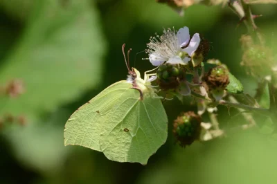 Conference-de-Pierrick-Dore-sur-La-mysterieuse-Faune-sauvage-de-la-foret-du-Sud-Gironde-8211-24-02-2026-8211-Bazas_3485902