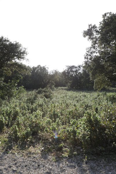 Cornillon-Confoux-8211-Sentier-du-Mur-des-Abeilles_24517
