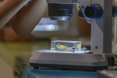 Cote-jardin-Le-monde-des-insectes-atelier-scientifique-8211-21-05-2025-8211-Secondigny_2620915