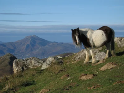 Course-en-montagne-accompagnee-trail-matinal-sur-les-cretes-d039Ibardin-8211-27-08-2025-8211-Urrugne_2951333