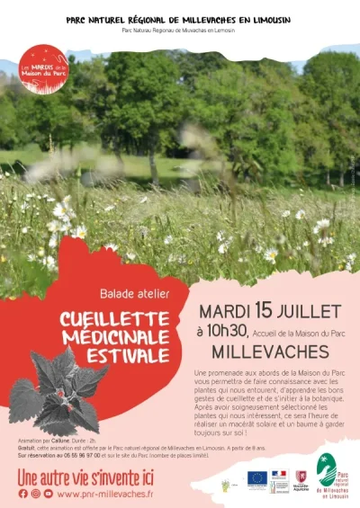 Cueillette-medicinale-estivale-8211-15-07-2025-8211-Millevaches_2613742