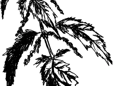 Cuisine-des-plantes-8211-Cueillette-et-Gourmandises-8211-Thiefosse_3559307