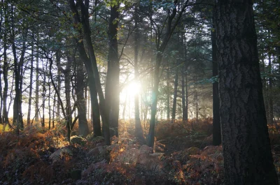 DANS-LES-FORETS-De-la-Bretagne-aux-Pyrenees-8211-04-11-2025-8211-Saint-Maixent-l039Ecole_3142434