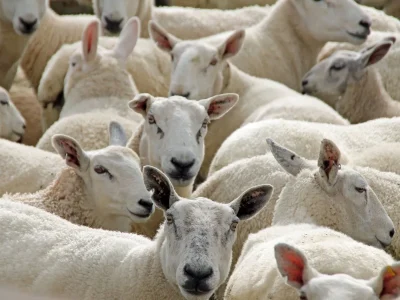 DE-FERME-EN-FERME-AU-COEUR-DE-LA-PIEGE-ET-DU-RAZES-8211-25-05-2025-8211-Fanjeaux_2539830