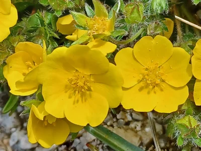 DECOUVERTE-DES-PLANTES-SAUVAGES-COMESTIBLES-ET-MEDICINALES-AUTOUR-DU-HAMEAU-DU-CAUVEL-8211-25-07-2025-8211-Saint-Martin-de-Lansuscle_2623905