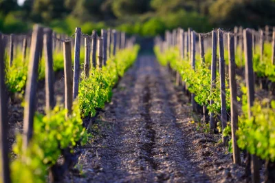 DEGUSTATION-GROUPES-ACCORDS-METS-amp-VINS-8211-CLOS-DES-REBOUSSIERS-8211-Cazevieille_2840208
