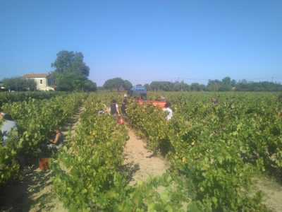 DOMAINE-BISCONTE_167237