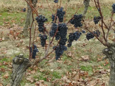 DOMAINE-BRANA_473559