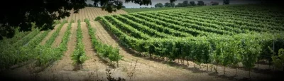 DOMAINE-D039EMBIDOURE-8211-Rejaumont_2438015