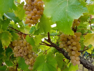 DOMAINE-D039ESPERANCE-8211-Mauvezin-d039Armagnac_2421260