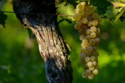 DOMAINE-DE-GUILLAMAN_473496