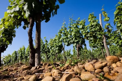 DOMAINE-DE-MAOURIES-8211-Labarthete_2472598
