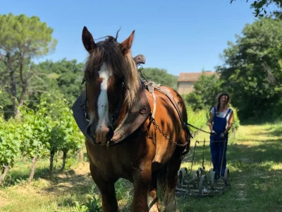 DOMAINE-DU-GRES-VAILLANT-VISITE-AUTHENTIQUE-8211-Saint-Polycarpe_3836155