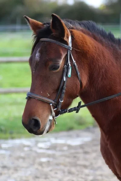 DOMAINE-EQUESTRE-DE-LA-LOUGE-8211-Gratens_3523886