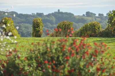 DOMAINE-SERGENT-8211-Maumusson-Laguian_2395537
