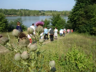 De-Bazas-au-Lac-de-la-Prade-8211-Bazas_3587298