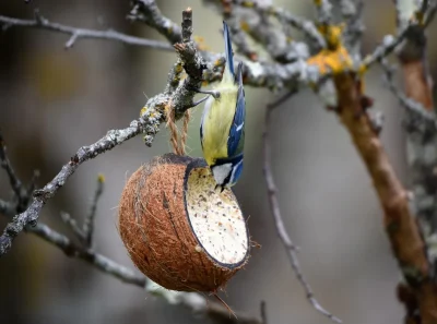 De-l039oiseau-a-la-boule-de-graines-avec-la-LPO-8211-29-12-2025-8211-Andernos-les-Bains_2129080