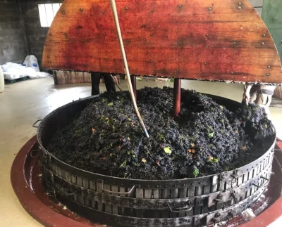 De-la-vigne-a-la-flute-8211-Colombe-la-Fosse_3788992