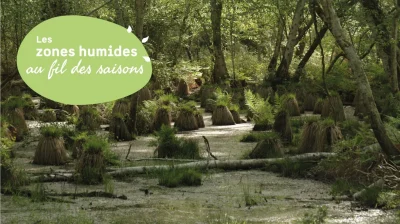 Decouverte-d039une-foret-humide-8211-15-04-2026-8211-Vendays-Montalivet_3474608