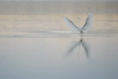 Decouverte-des-oiseaux-avec-la-LPO-8211-25-10-2025-8211-Lussat_2119985