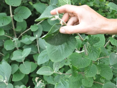 Decouverte-des-plantes-sauvages-8211-02-05-2026-8211-La-Roche-l039Abeille_3409063