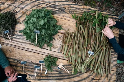 Decouverte-des-plantes-sauvages-comestibles-d039Anglet-8211-23-10-2025-8211-Anglet_3166941
