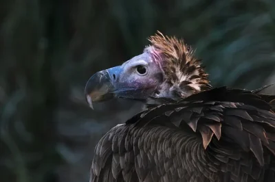 Decouverte-des-rapaces-8211-11-07-2025-8211-Eaux-Bonnes_2621043